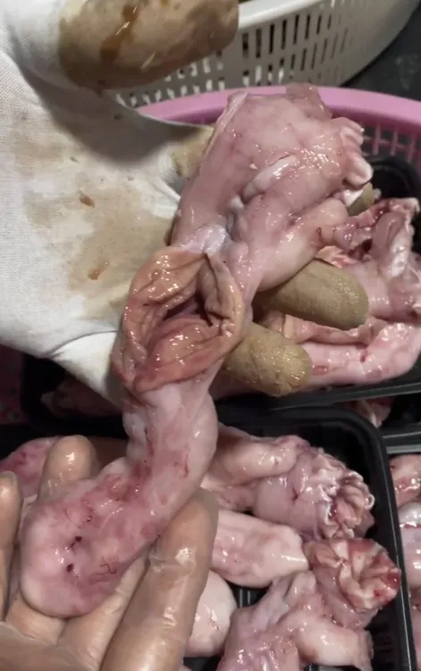 福建野生新鲜鳘鱼肚鱼肚（8-10个）