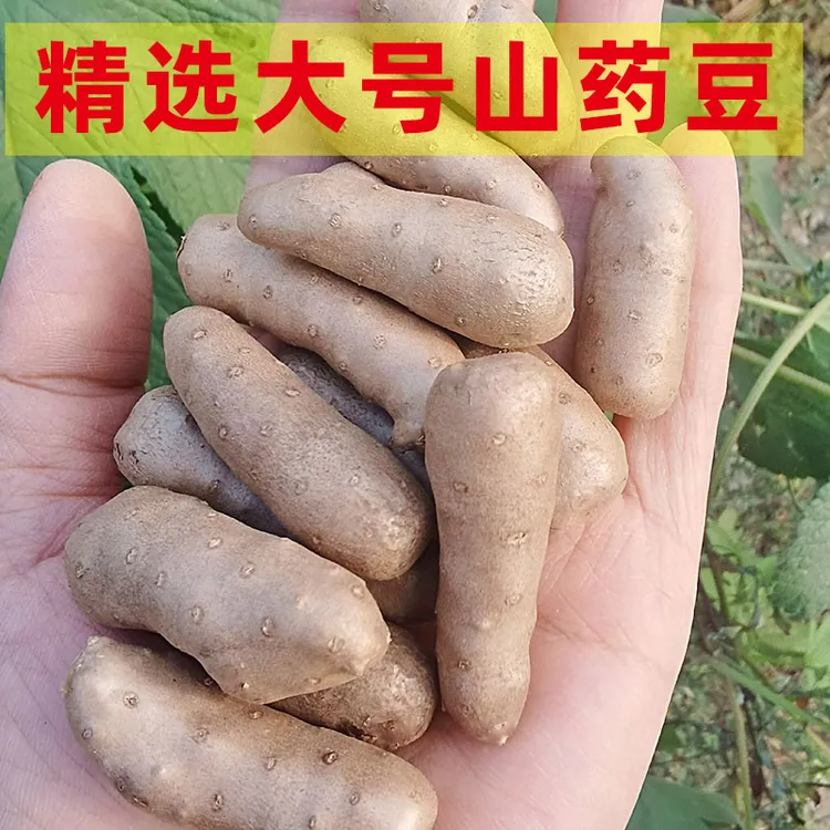 新鲜小白嘴山药豆中大果特大豆糯香精选营养山药豆糖葫芦香甜长豆