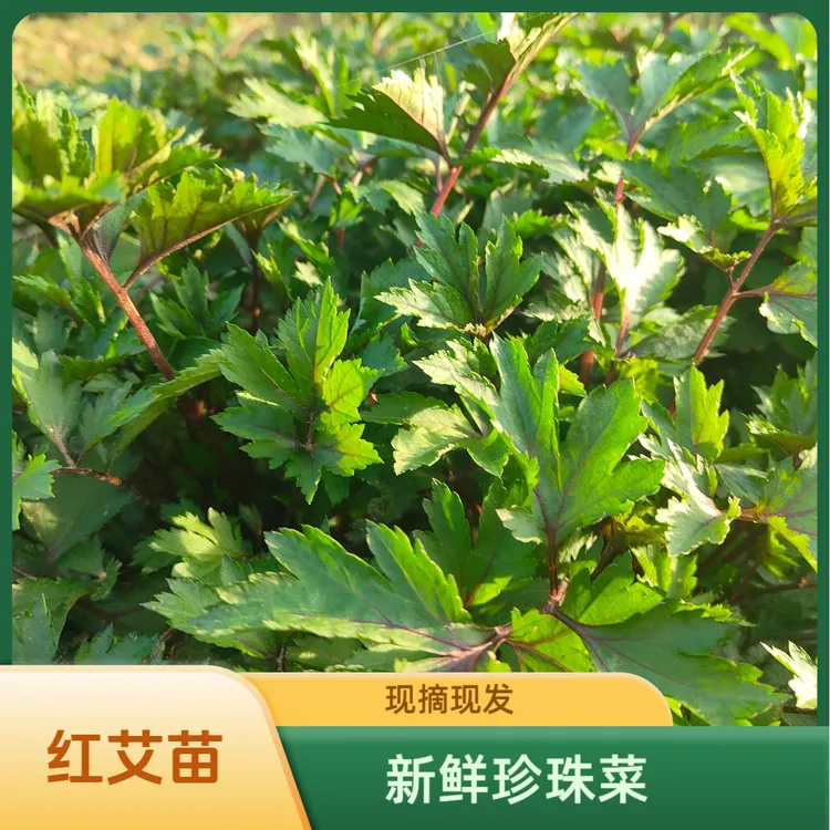 新鲜红艾草珍珠菜鸭脚艾真珠花菜现挖现发带泥发货
