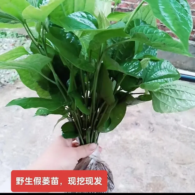 野生假蒌苗    现挖现发