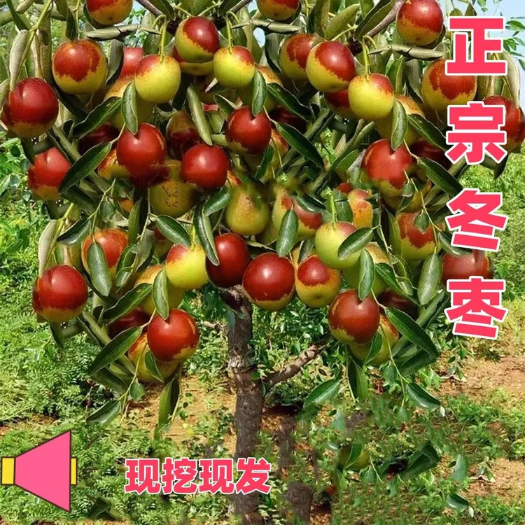 正宗枣树苗冰糖冬枣南北方阳台庭院盆栽地栽耐寒枣树苗四季种植