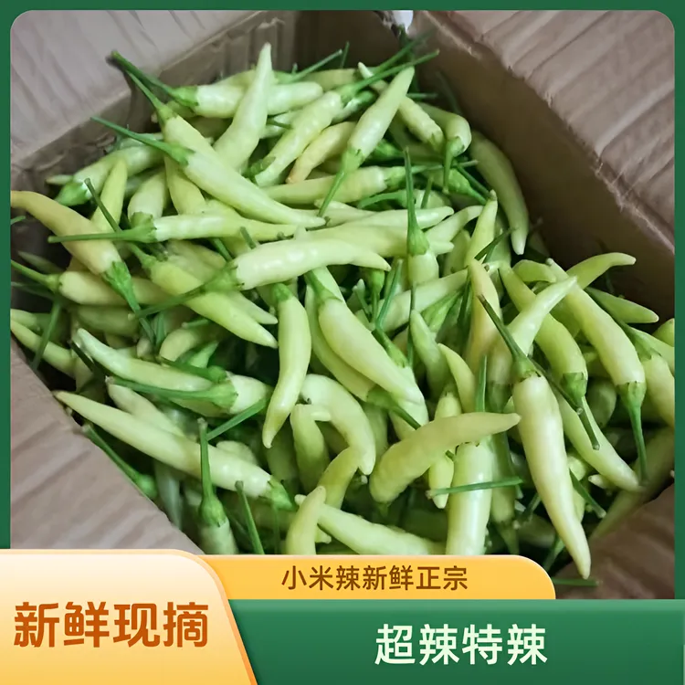 新鲜正宗特辣白指天椒蔬菜野山椒白泡椒农家农家新鲜蔬菜