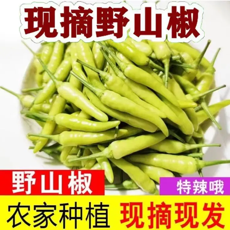 2025新鲜特辣野山椒现摘现发朝天椒泡椒青椒辣椒小米椒小米辣批发