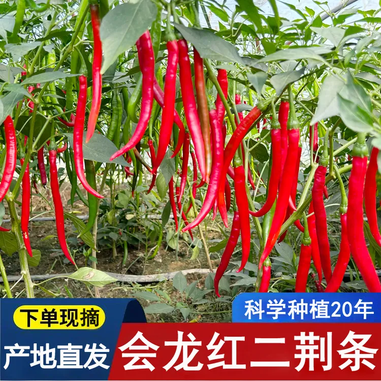 【顺丰包邮】新鲜二荆条红辣椒中辣现摘现发红线椒长线辣椒尖椒剁椒