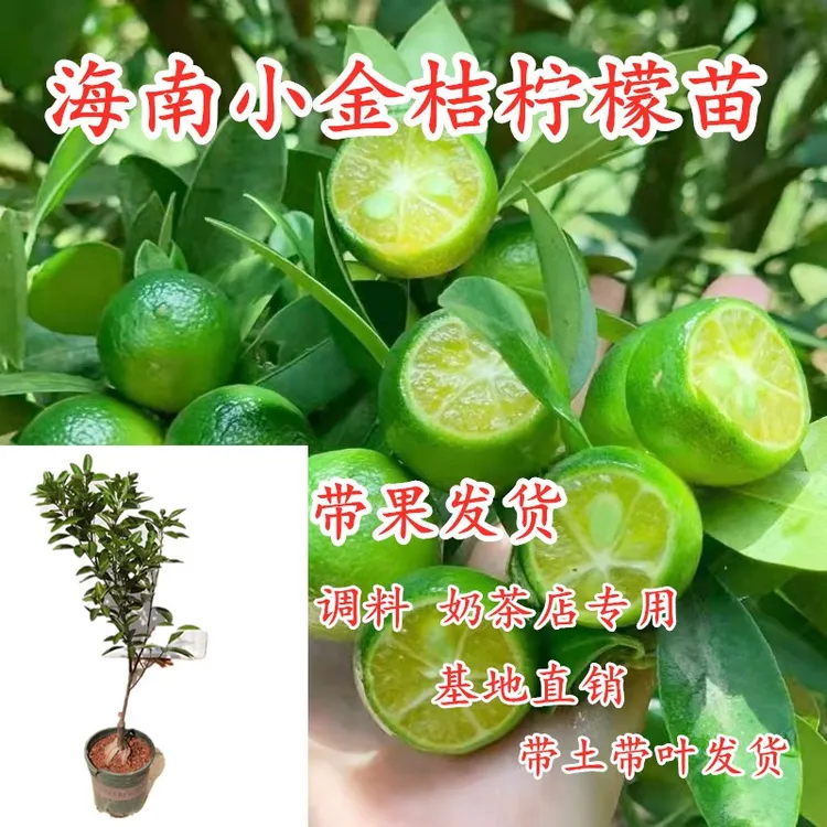 海南小金桔苗树苗小青桔金桔柠檬当年结果盆栽阳台庭院种植带果