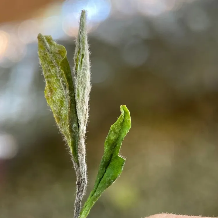 【一级原料】花香牡丹，2025年春季头釆早春原料，自然茶韵汤感清甜