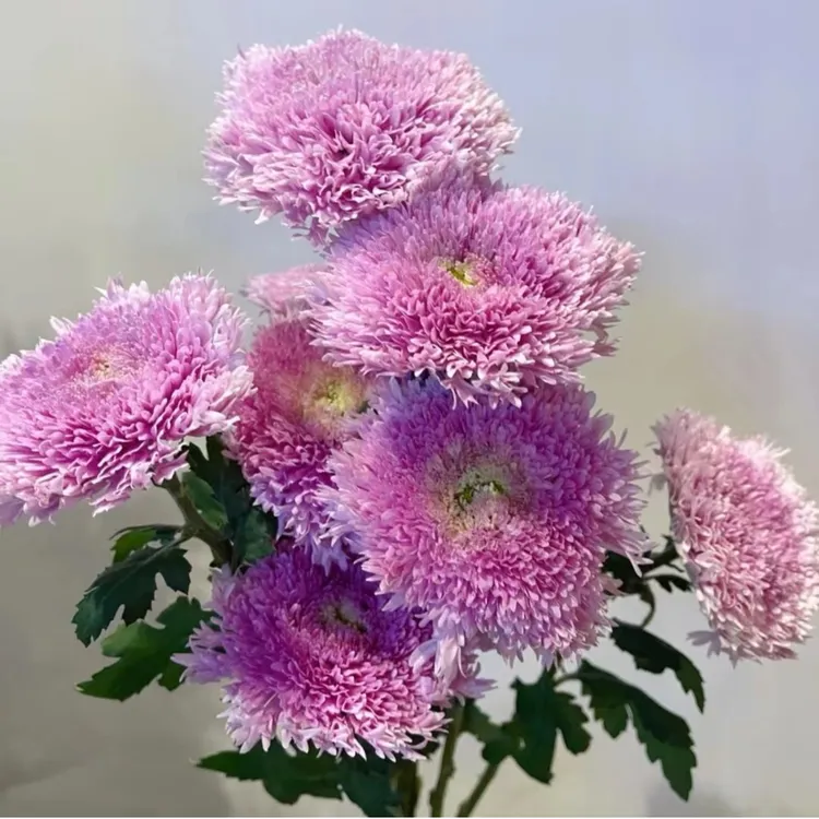 斗南鲜花【丝绒面包菊】新鲜小众花材粉色白色产品花艺插花花束顺丰