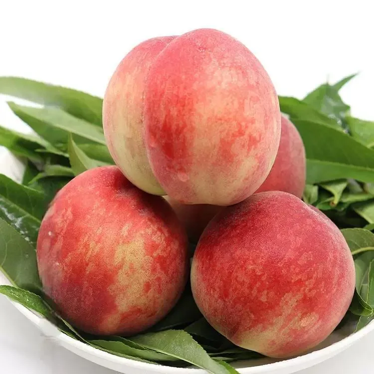 【夏日尝鲜水蜜桃】山西春美水蜜桃脆甜多汁现摘现发产地直发4.5斤