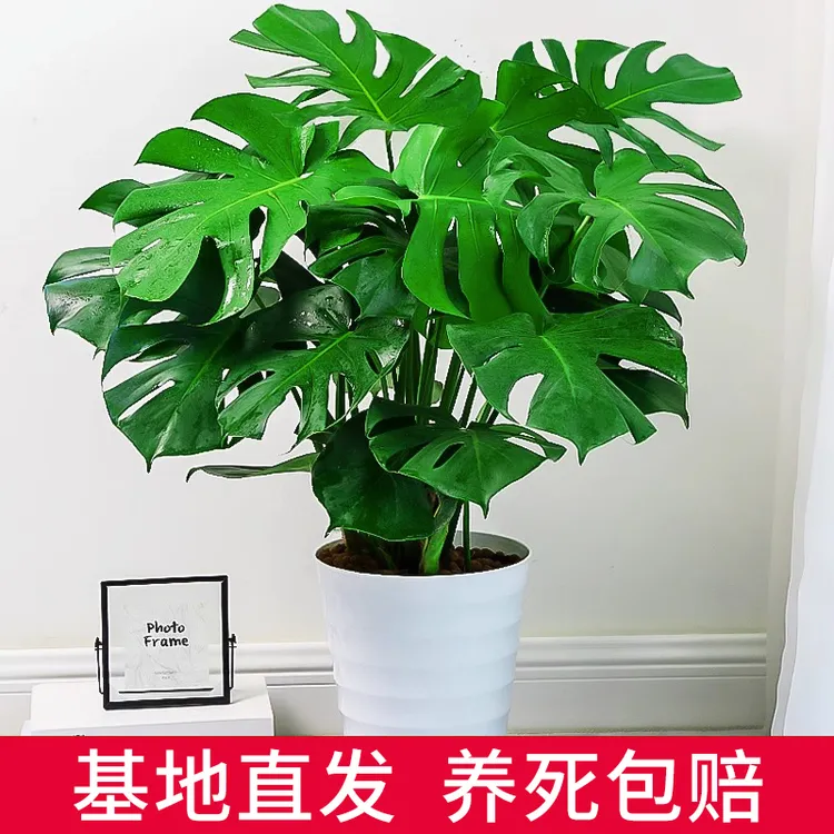 龟背竹观叶植物室内客厅办公室大盆栽绿植盆景绿植盆栽室内