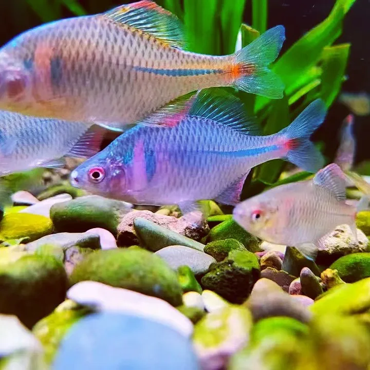 鳑鲏鱼观赏鱼冷水鱼原生鱼七彩旁皮鱼除藻活体小型原生群游鱼