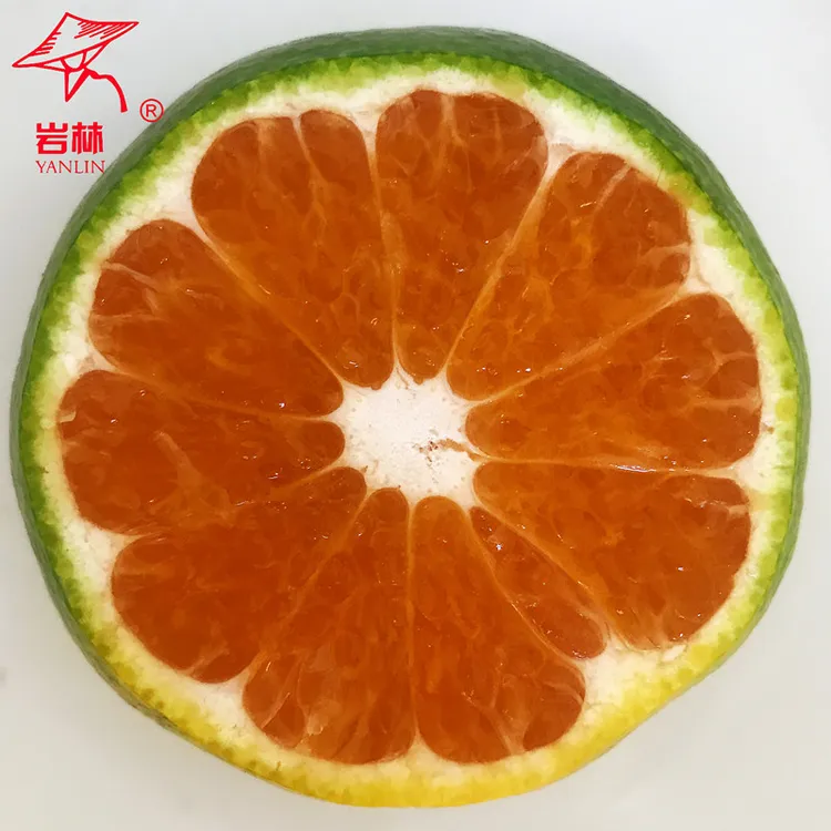 正宗涌泉岩林基地蜜桔大分特早熟5斤新鲜成熟优质香甜