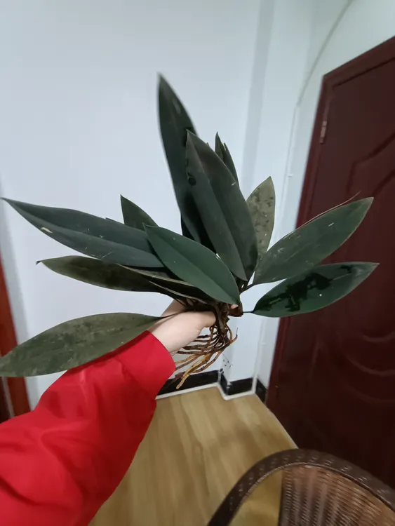 兔耳兰盆栽家庭室内客厅四季长青花卉净化空气绿色