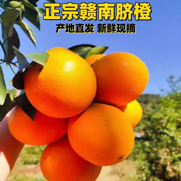 正宗赣南脐橙当季新鲜水果赣南大脐橙手剥橙冰糖橙现摘现发