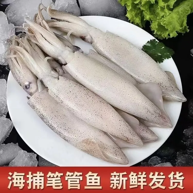 新鲜海兔笔管鱼小鱿鱼 干冰速冻发货 顺丰包邮3斤/4斤