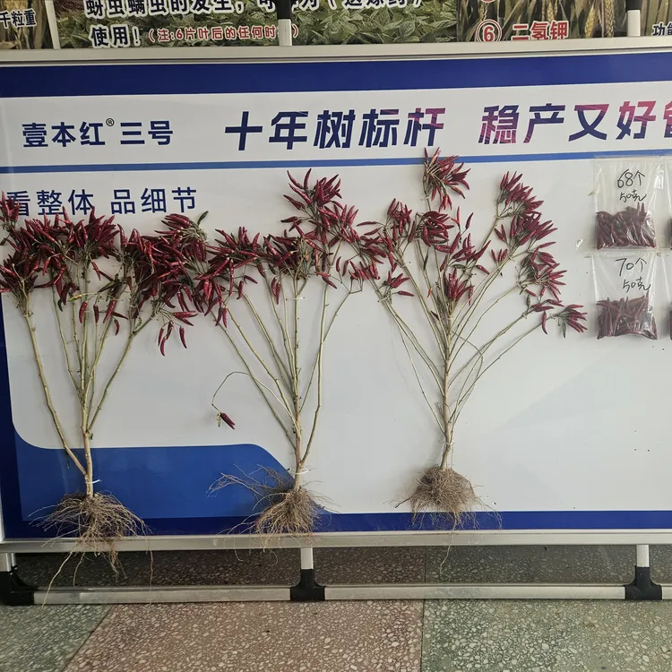 三系杂交壹本红三号（8000粒装辣椒种子）