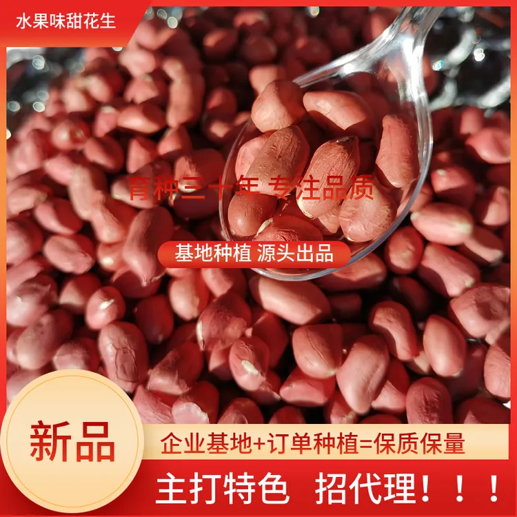 24年水果甜花生香甜软糯鲜生食健康营养香甜饱满山东大花生精选