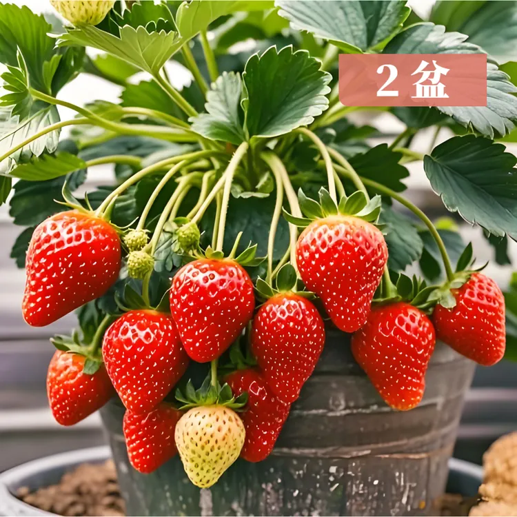 【带盆带土】奶油草莓苗盆栽带盆带土红颜四季结果可食用阳台新秧苗