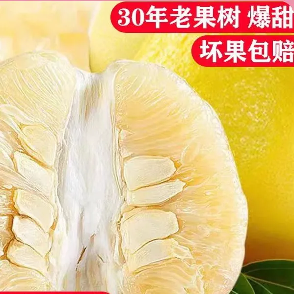 来自原产地的当季水果容县沙田柚纯甜无酸沙田柚正宗梅州沙田柚