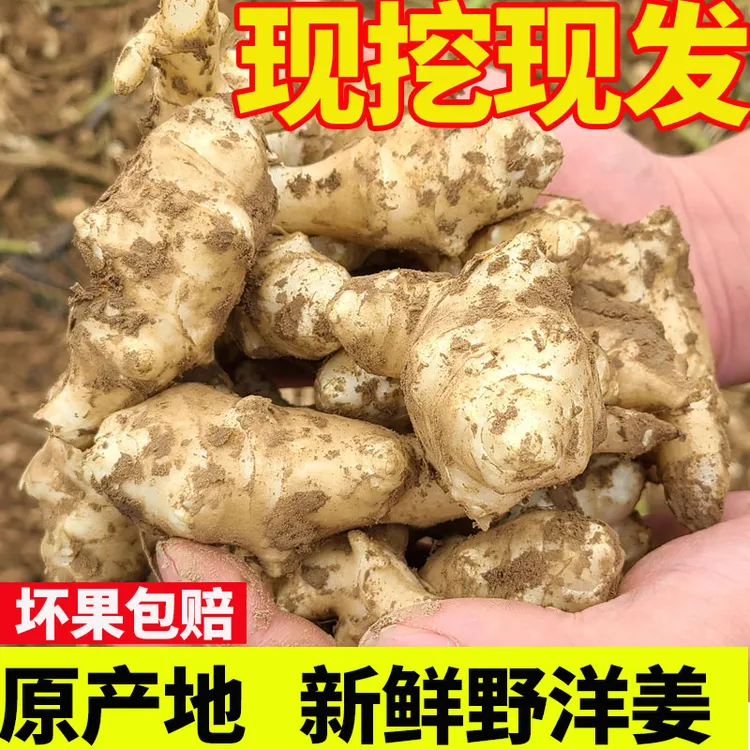 【现挖现发】新鲜野洋姜9斤腌制咸菜鬼子姜不辣姜菊芋5斤鲜嫩尝鲜