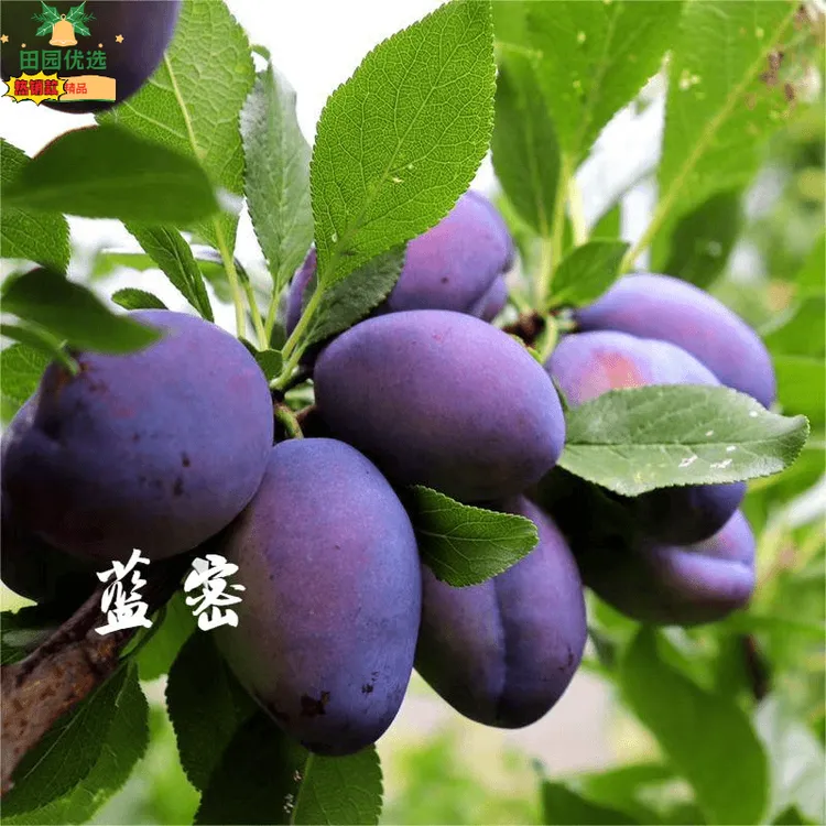 顺丰京东发货【蓝蜜西梅】新鲜采摘当季大果西梅清甜生态水果香甜
