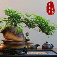 悬崖清香木盆景新中式室内好养桌面摆件绿植花卉盆栽鲜活