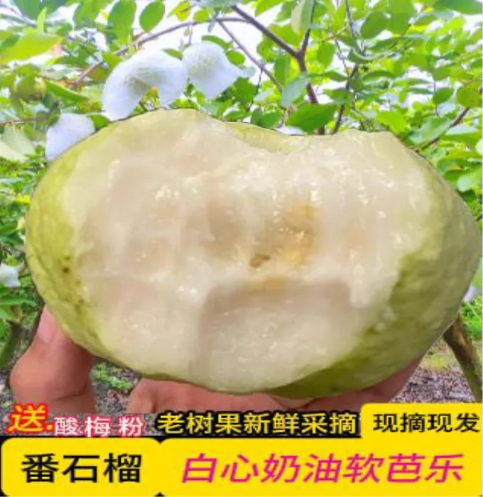 【奶油软芭乐】广西老树果软檽奶油芭乐3/5斤装番石榴当季现摘包邮