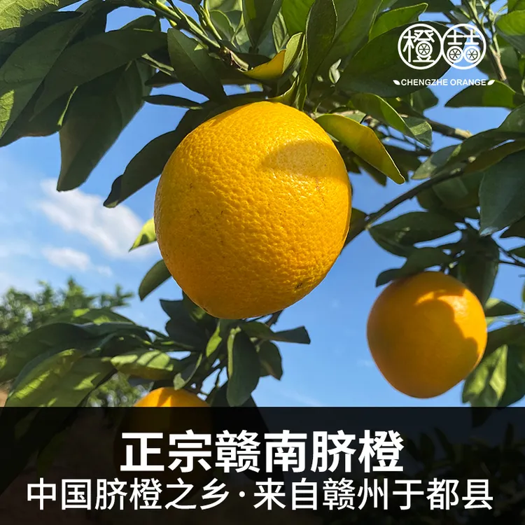 橙喆［富硒］赣南脐橙，精品大果含箱10斤
