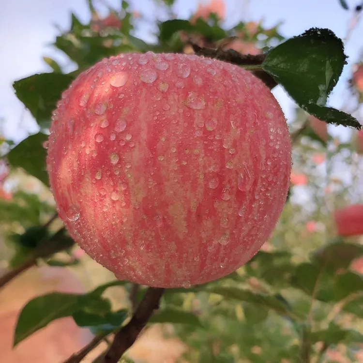 辽宁山地蜂蜜富士苹果新鲜下树脆甜果农直发坏果包赔