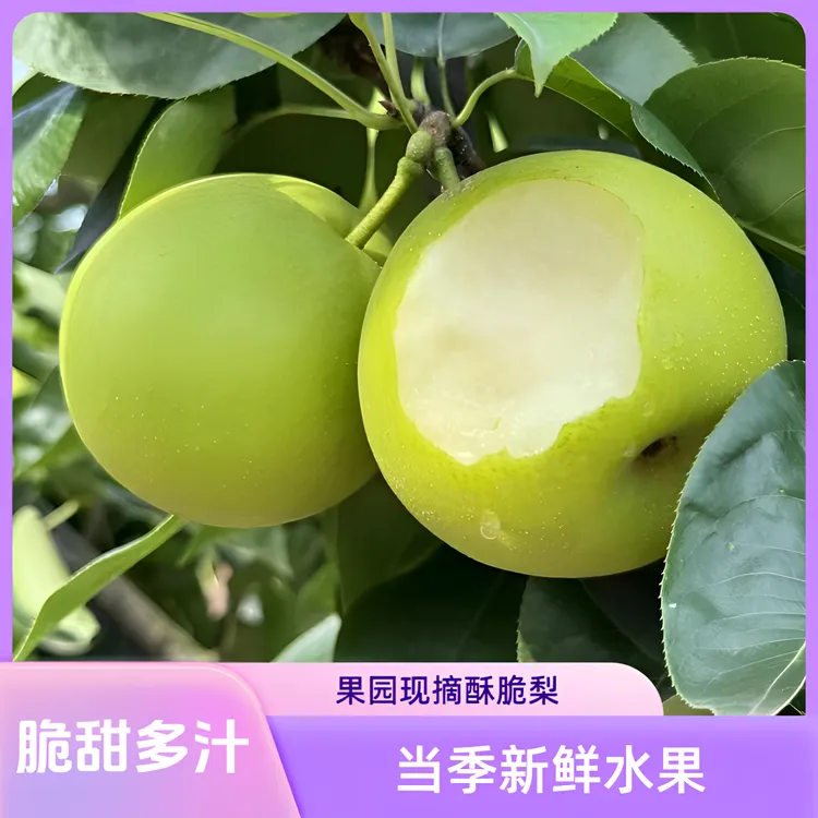 现摘酥脆梨5斤当季新鲜水果脆甜多汁梨子苹果梨青皮翠冠梨包邮