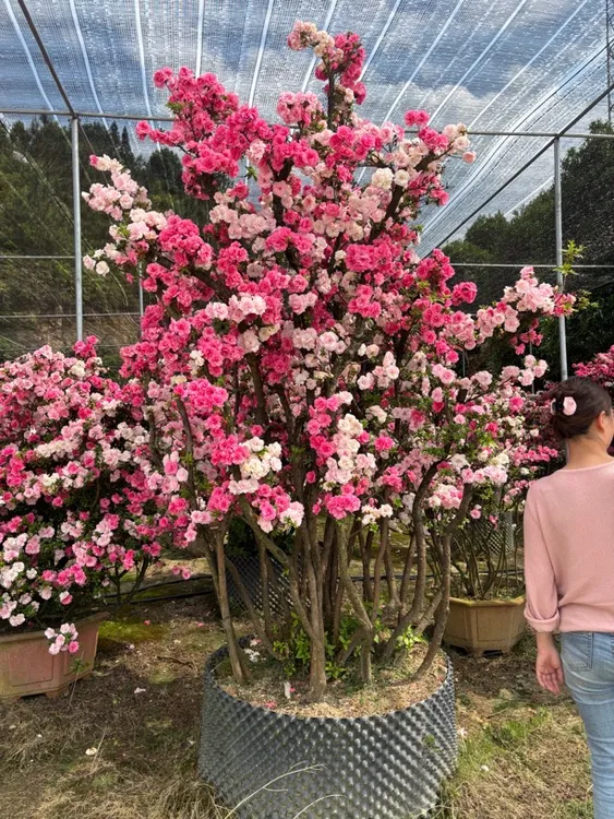 杜鹃花盆栽花卉香妃三角梅木槿花茶花映山红高端盆景盆景花树绿植