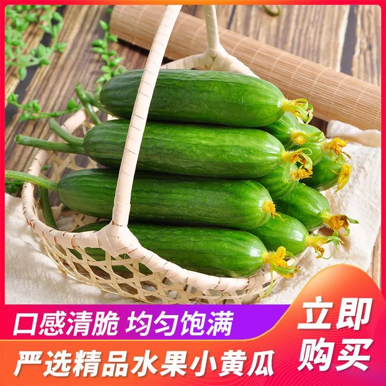 寿光新鲜荷兰水果黄瓜无刺小黄瓜小青瓜生吃现摘蔬菜