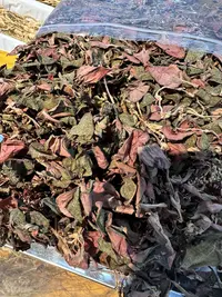 云南高山产金线莲（薇安专属）