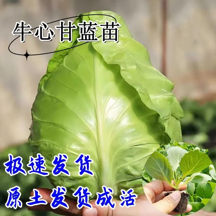 牛心甘蓝苗西蓝花菜心秧苗包菜苗绿甘蓝苗大白菜苗快速耐寒蔬菜苗