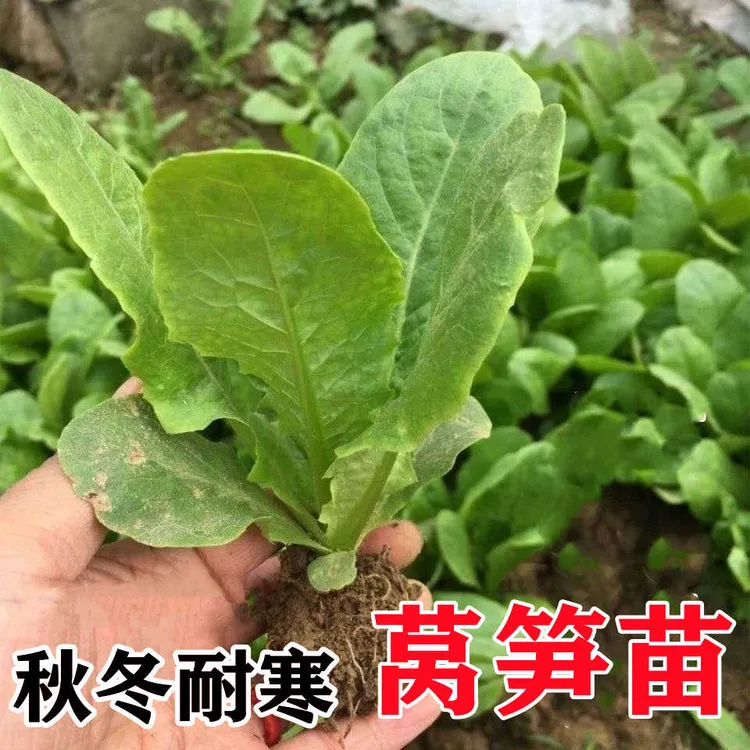 青皮莴笋苗红皮莴笋莴苣秧苗红叶莴笋秋冬季蔬菜菜苗耐寒耐热