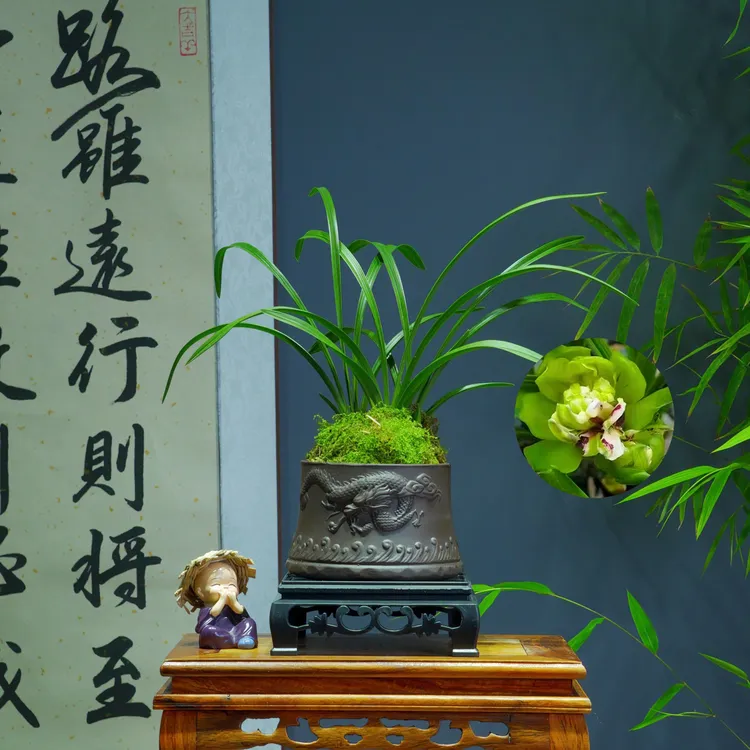 兰花[九仙牡丹]浓香型带陶瓷盆种好勤花勤芽好养易活
