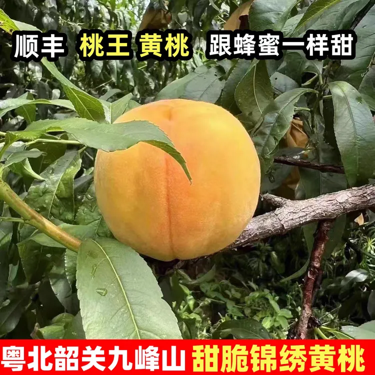 广东韶关九峰高山黄桃新鲜水果特大桃子应季蜜桃甜脆黄金锦绣炎陵