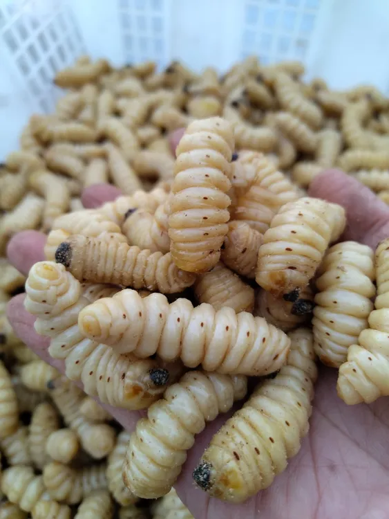 活蛤虫  柞树里的白虫子  净含量500克一斤