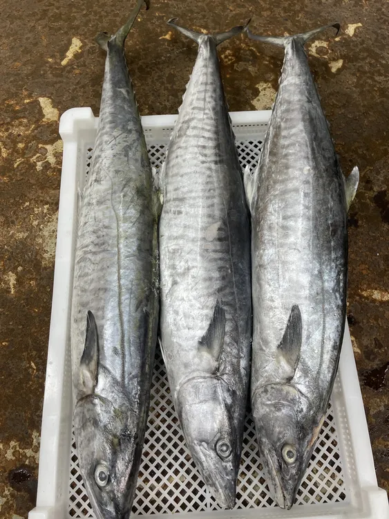 9斤正宗马鲛鱼海鲜博贺港新鲜鲜活速冻深海海钓肉质鲜嫩顺丰包邮