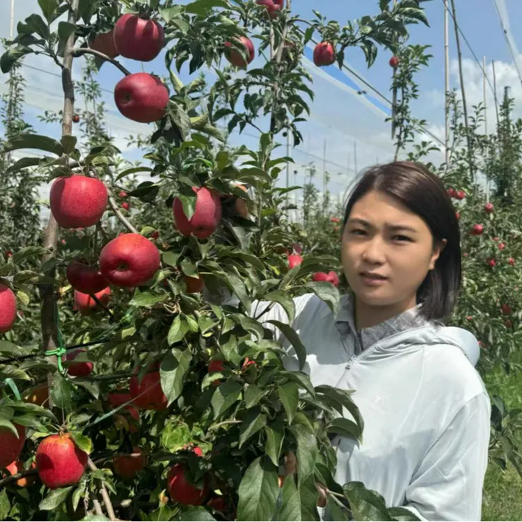 云南昭通苹果红露糖心苹果当季现摘现发5斤9斤礼盒装顺丰包邮