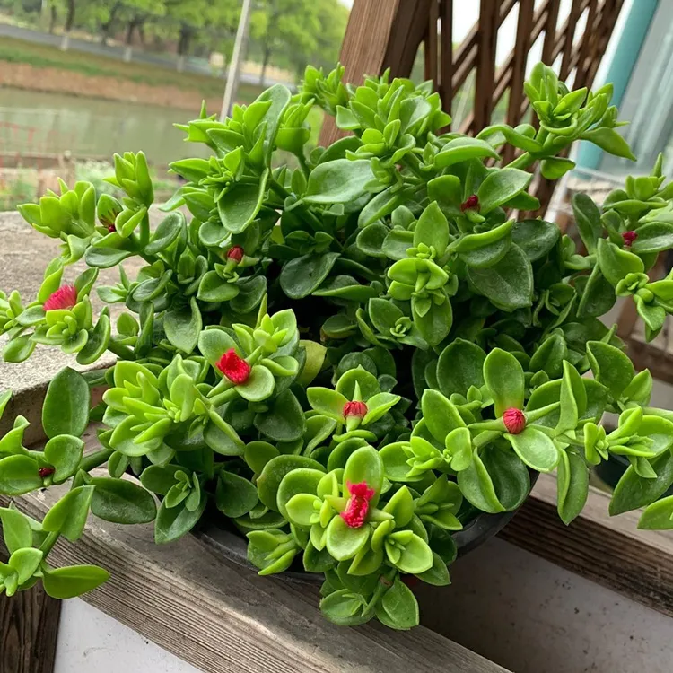 牡丹吊兰花苗带花阳台垂吊植物四季吊兰盆栽开花植物多年生好养活