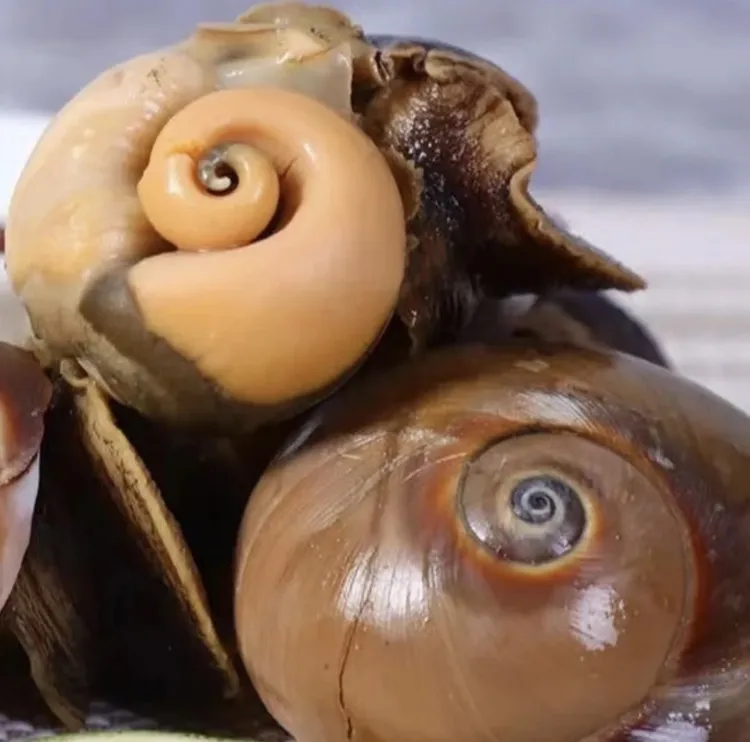 【顺丰】新鲜海捕大猫眼螺每斤6-10只（鲜活发货到货包鲜不包活）