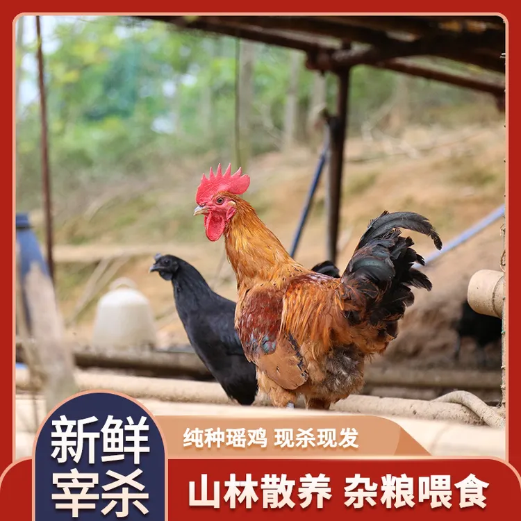 高山散养大山溜达鸡纯粮食喂养现杀发货高山散养 包冰率不含冰
