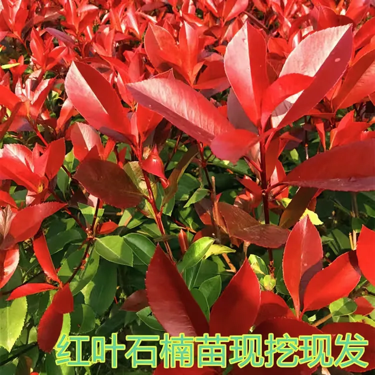 红叶石楠，红叶石楠苗，罗宾红火焰红篱笆苗色块苗，彩色四季彩色