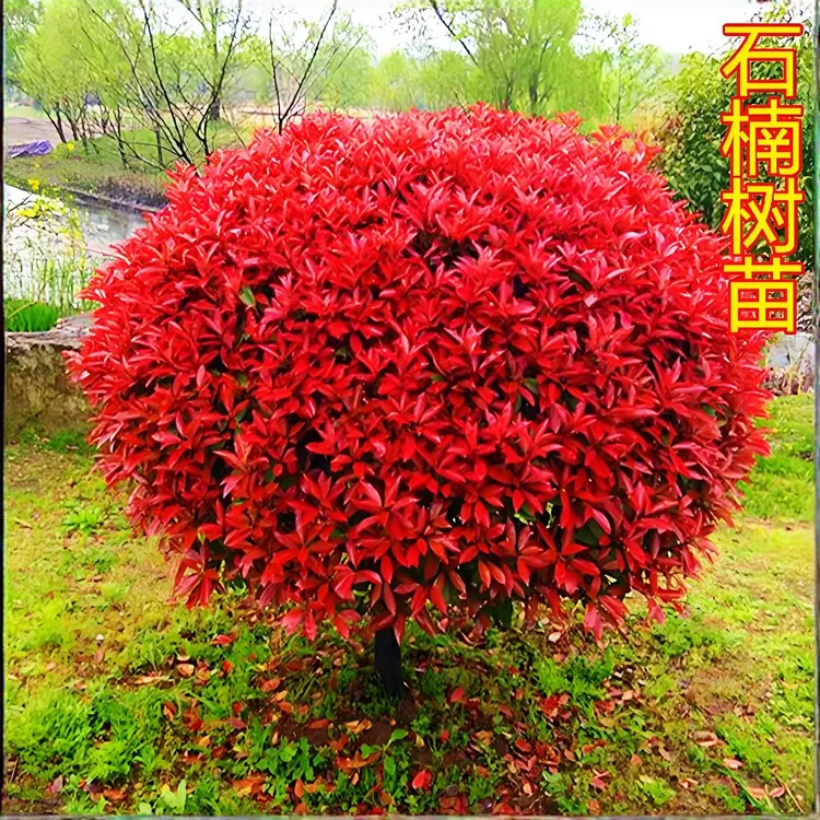 红叶石楠球，耐寒，四季不掉叶子，庭院绿植