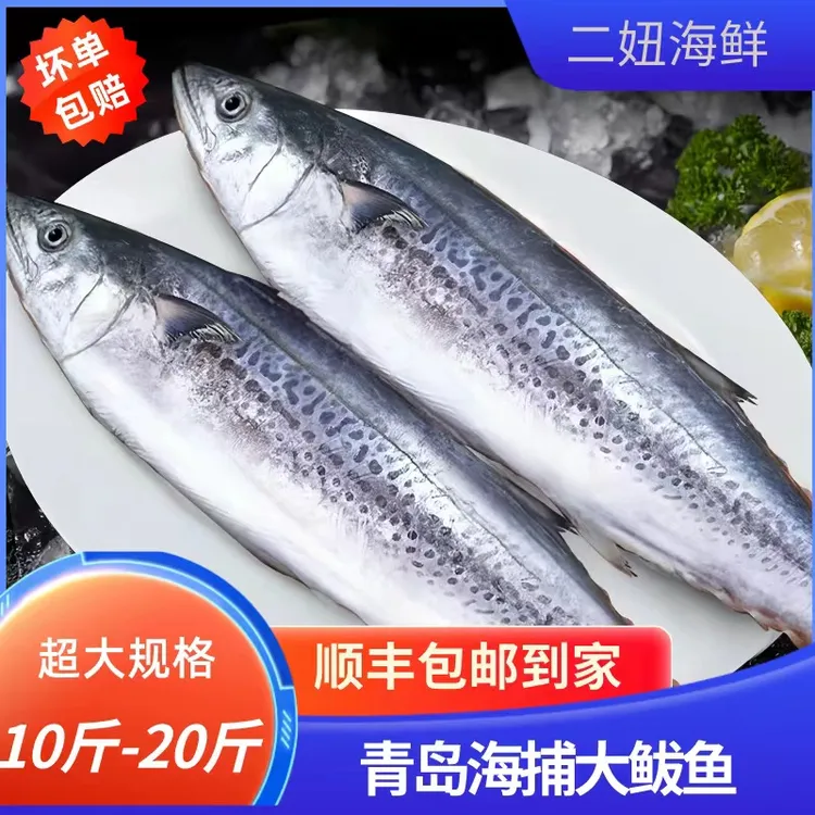 深海捕捞鲅鱼马鲛鱼新鲜鲜活燕鲅鱼各种规格青岛冷链顺丰锁鲜
