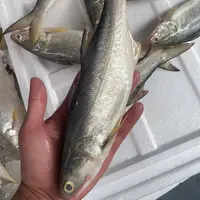 马友鱼 午鱼 3斤 阳江海陵岛发货 