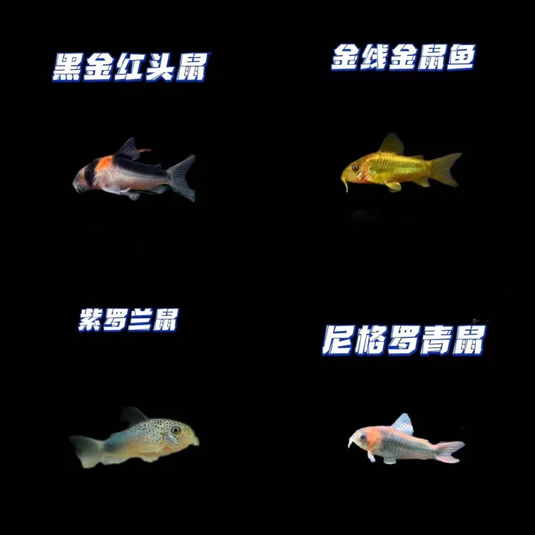 金线金鼠紫罗兰鼠尼青黑金红头鼠(袋内包损)