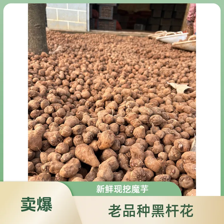 云南高山黑杆花魔芋一代种