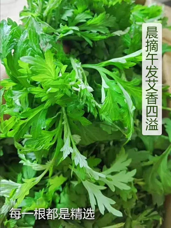 新鲜艾叶现摘嫩艾叶青团糍粑艾米果原材料食用艾草叶