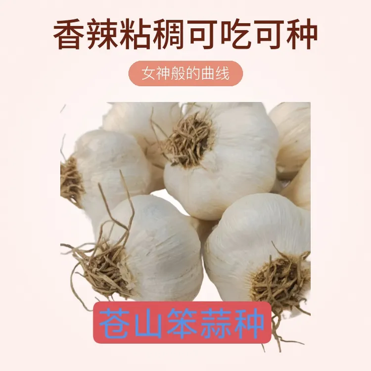 2024苍山大蒜种农家自留大蒜种香辣粘稠可吃可种1斤包邮产地直发